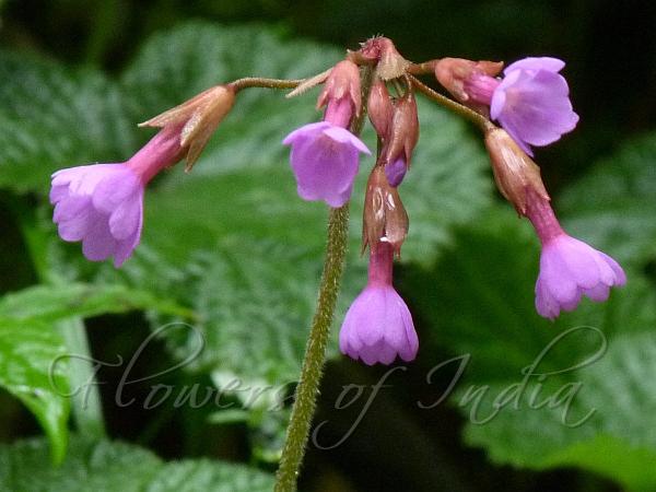 Geranium Primrose